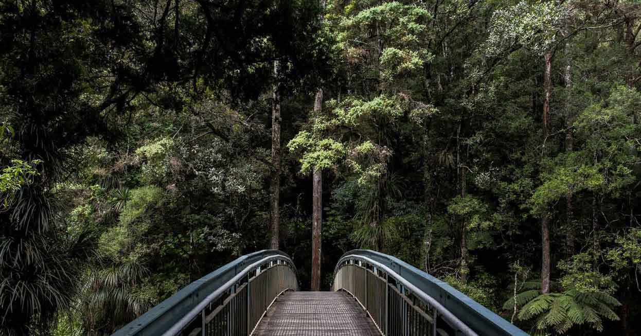 A photo of a bridge leading towards the forest